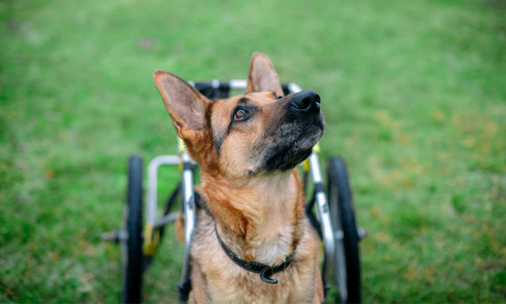 How To Care for a Dog With Degenerative Myelopathy Best Friend Mobility