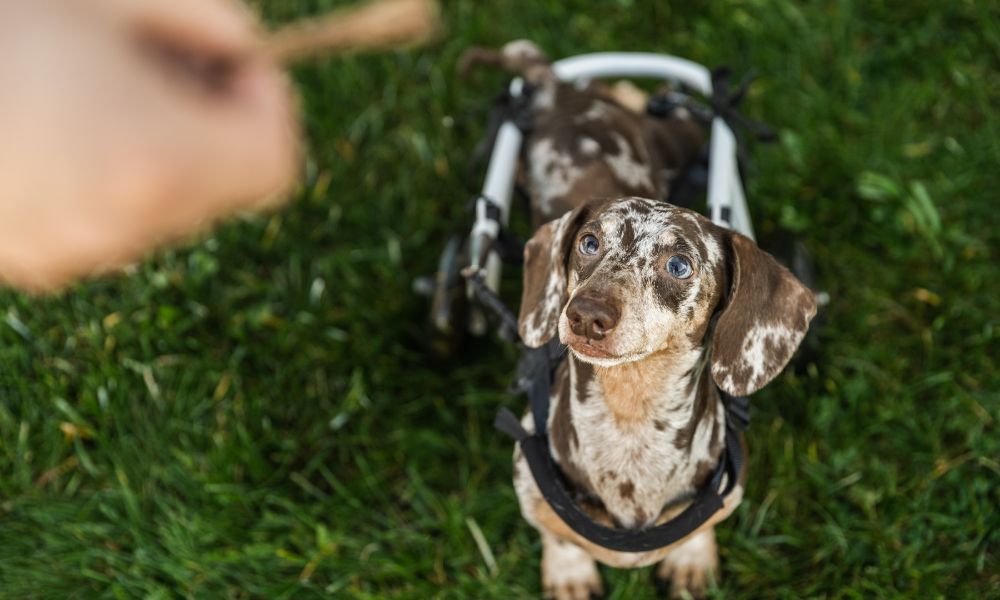 Grazing Tips For Dogs With Special Needs preview