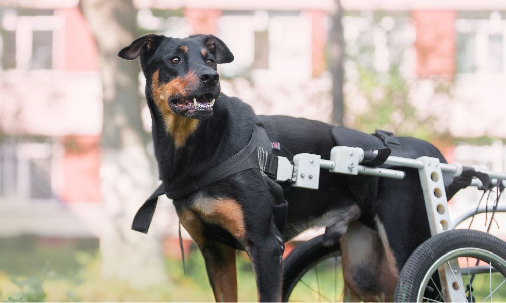 Essential Outdoor Gear for Dogs With Mobility Challenges Best Friend