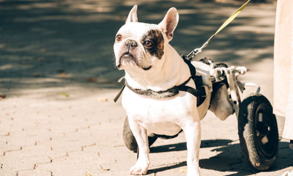 The Most Common Causes of Pet Mobility Issues Best Friend Mobility
