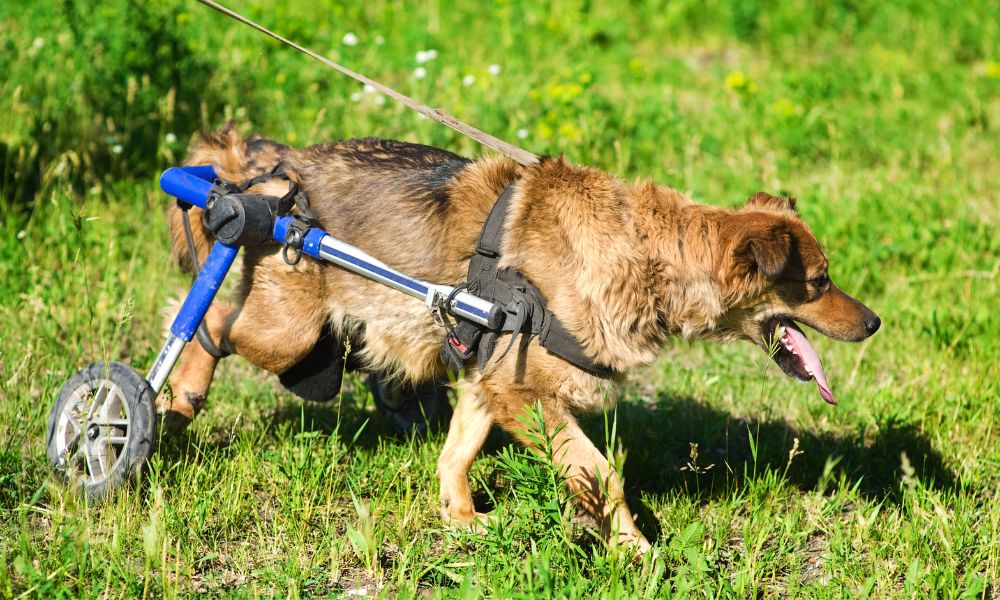 4 Common Misconceptions About Pet Wheelchairs Best Friend Mobility
