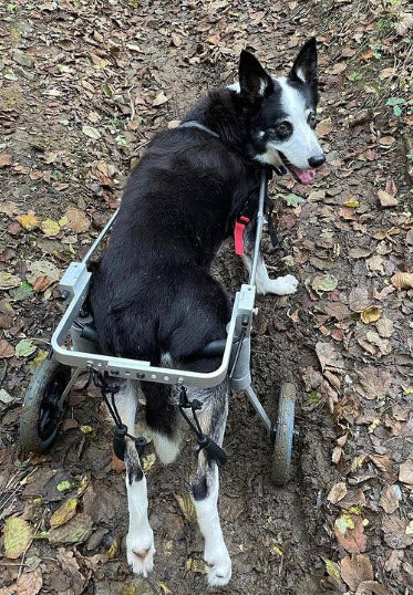 Standard Rear Support Dog Wheelchair
