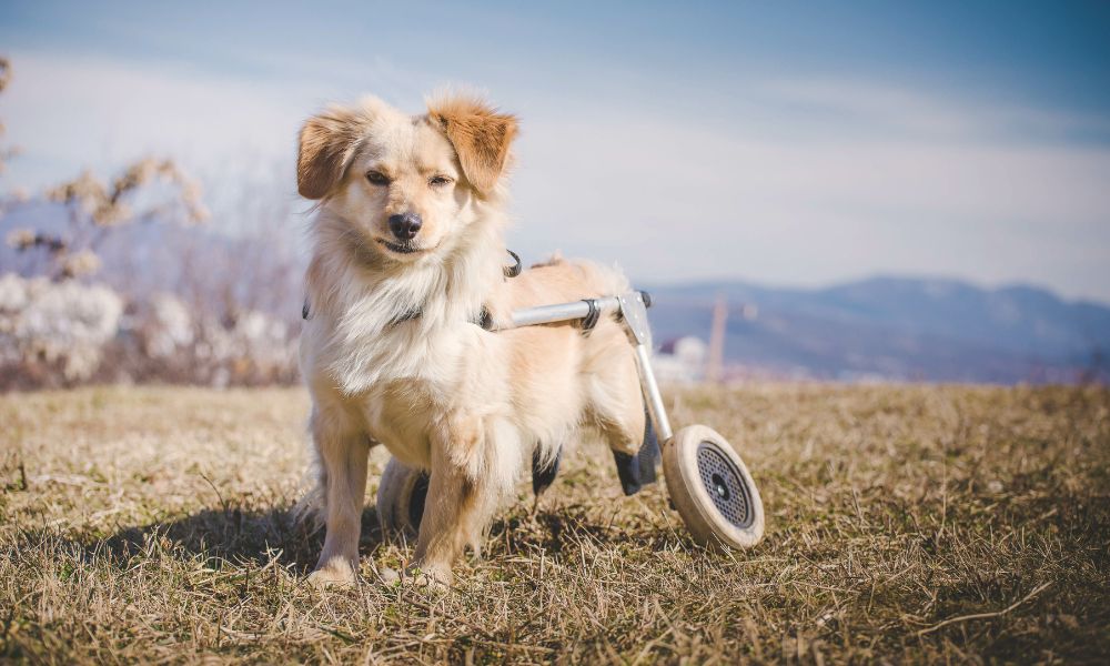 Dogs Getting Help How To Help Your Dog Get Used to Using a Wheelchair | Best Friend Mobility