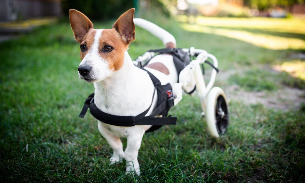 Creating an Accessible Space for Dogs With Mobility Issues Best