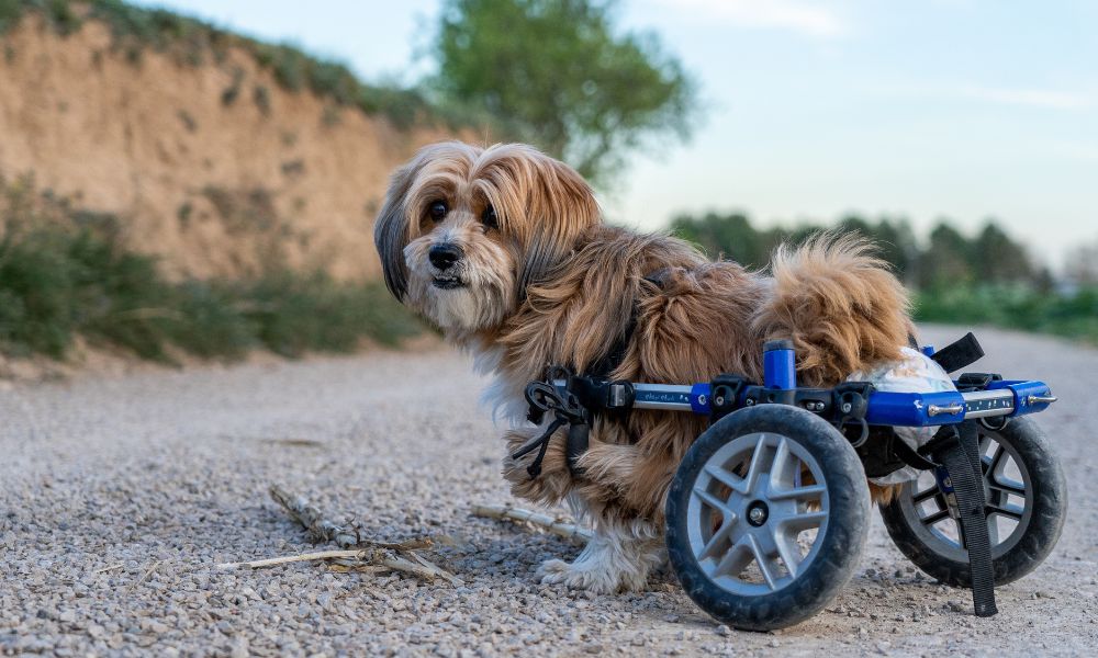 The Top 4 Reasons To Keep Your Pets Active | Best Friend Mobility