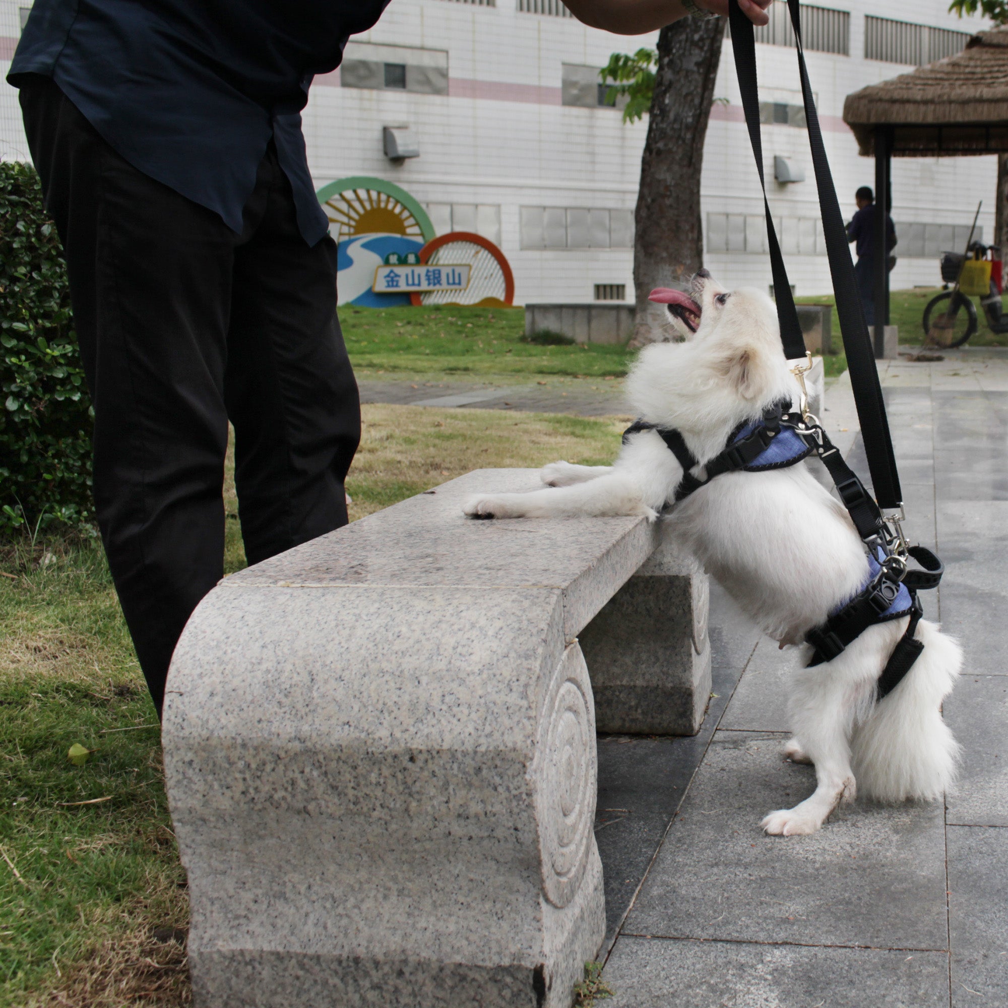 Pro Full-Body Dog Lifting Harness