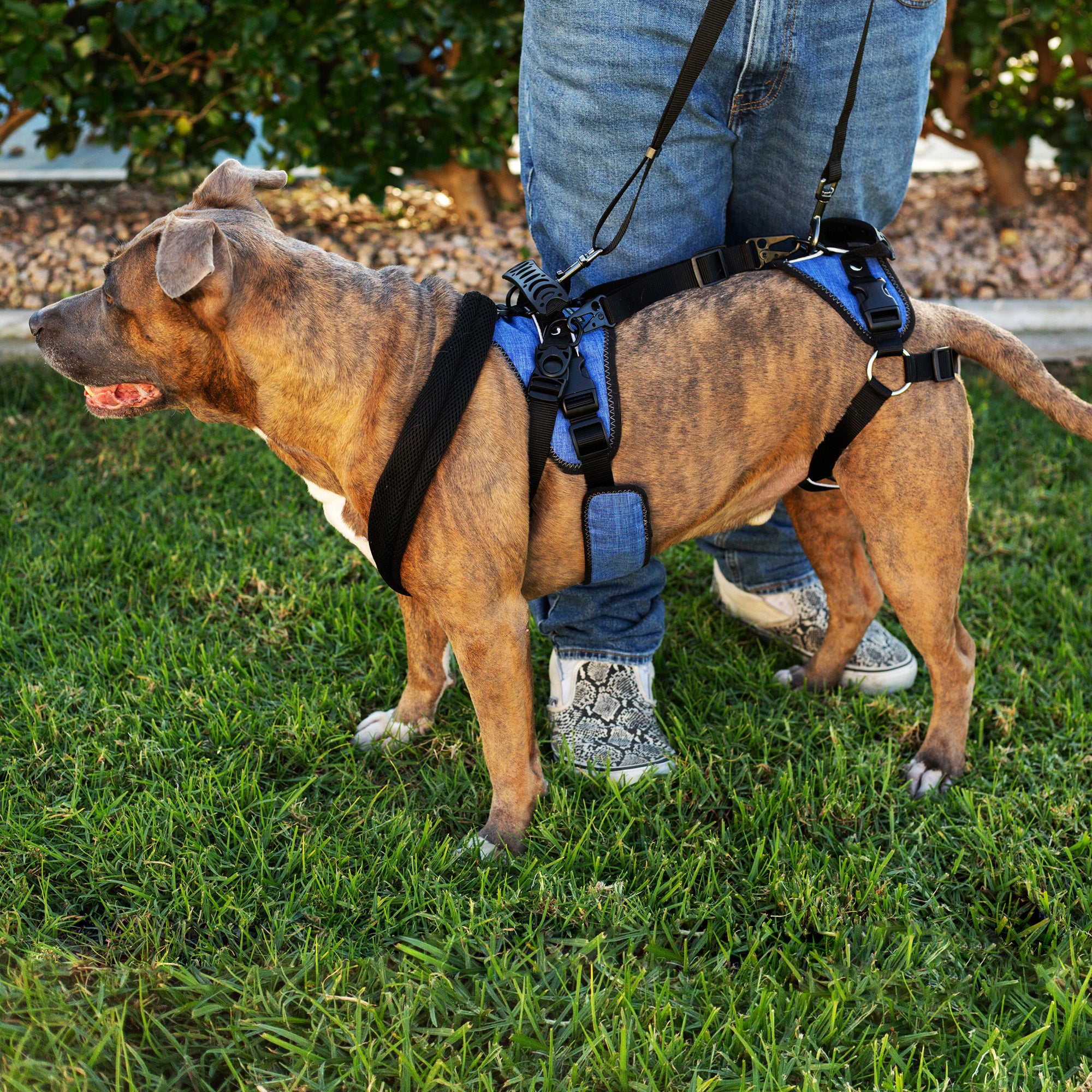 PRO Full Body Dog Lifting Harness