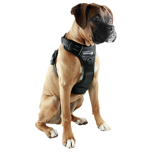 Rambler Front Range Harness