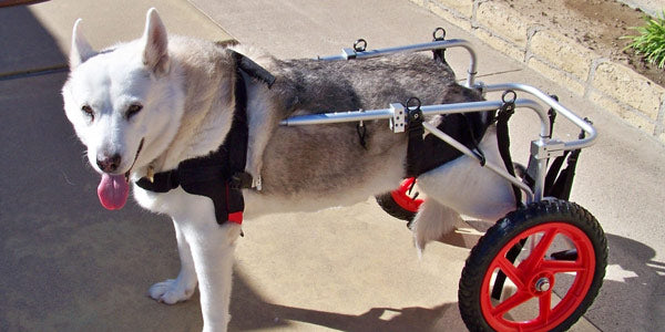 Standard Rear Support Dog Wheelchair - FACTORY REFURBISHED