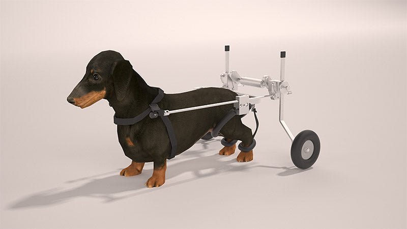 SitGo Rear Support Dog Wheelchair