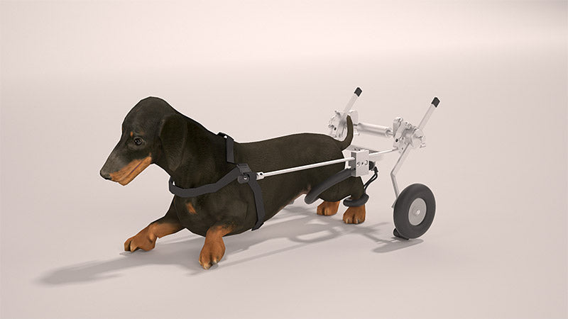 SitGo Rear Support Dog Wheelchair (used)