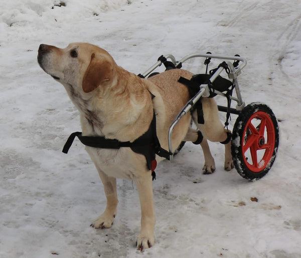 Standard Rear Support Dog Wheelchair